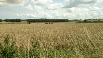 Wheat fields and a summer sky in Kent, England