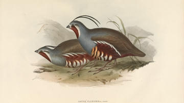 Hand coloured lithograph of two Plumed Partridges, by Elizabeth Gould. The birds have a red throat with white stripe, a grey head and neck, brown wing and tail feathers and ornate breast feathers in shades of red, brown orange and grey.