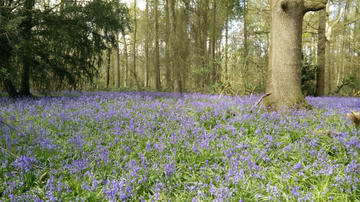 A sea of bluebells in Trosley woods